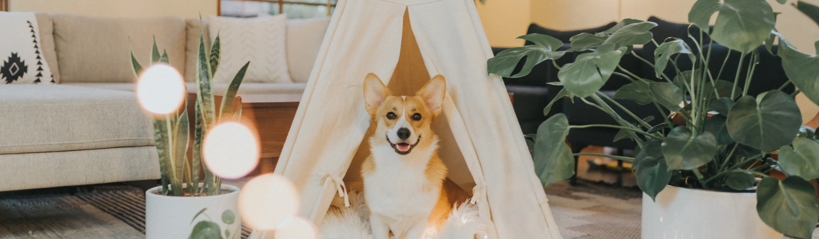 dog inside a small tent